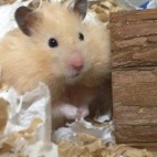はむのこ